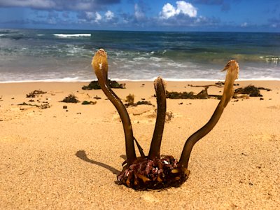 Beach Stretching photo