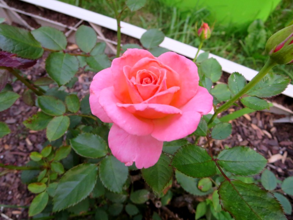 flora very pink rose