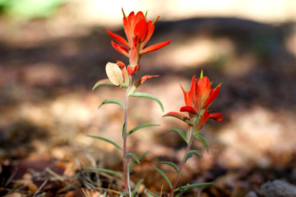 Two Indian Paintbrush Walk into a Yard....