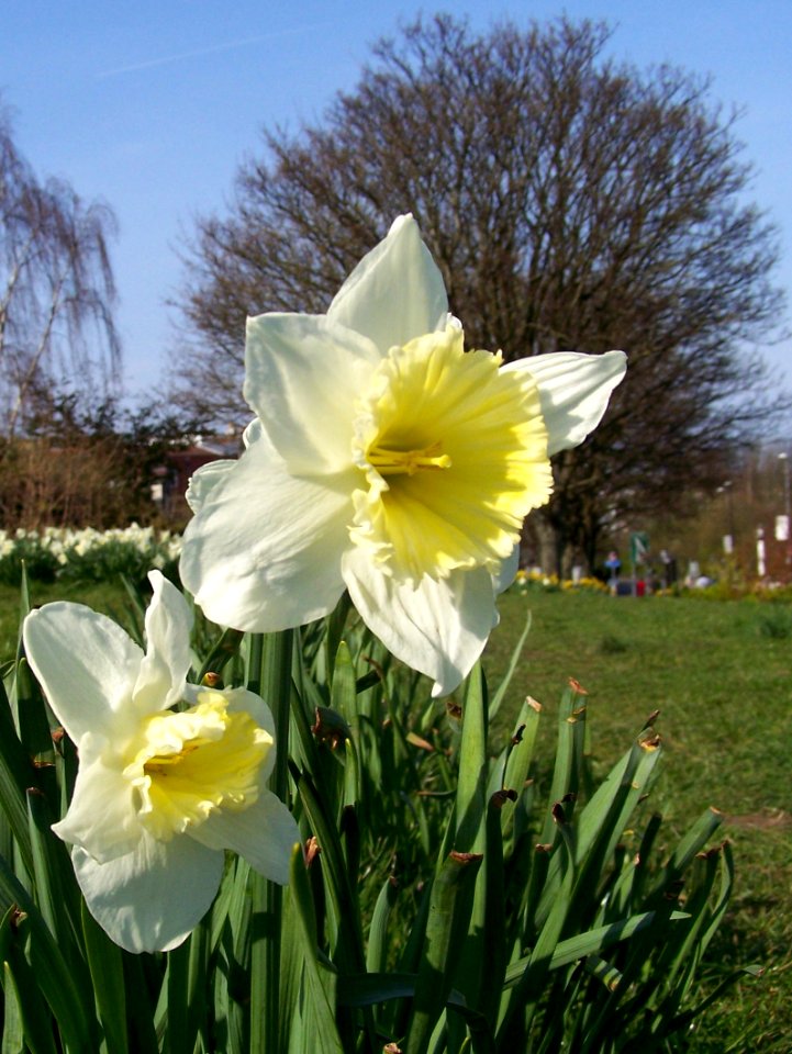 Bristol in bloom 2