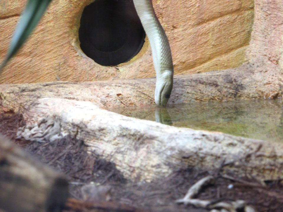 fauna snake drinking