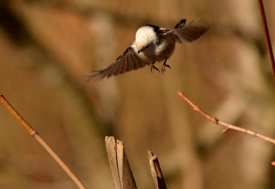Aegithalos caudatus