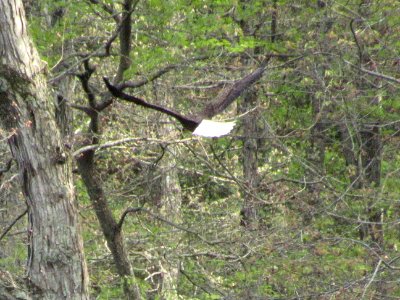 bird eagle flying away photo