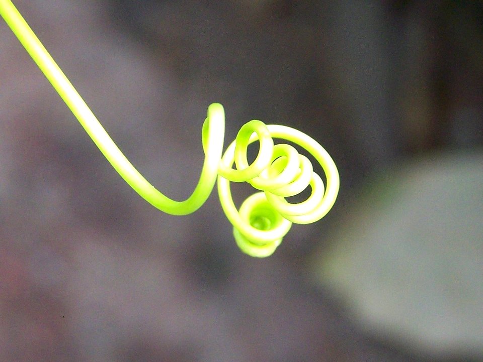 Eden Project rainforest