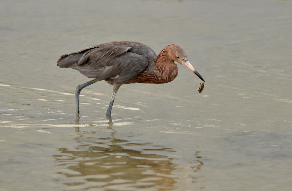 Egretta rufescens