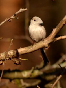 Aegithalos caudatus