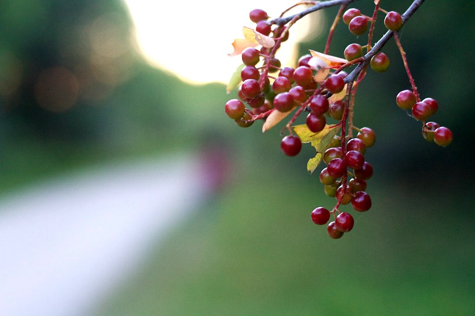 Tasting the Light