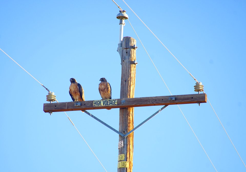 Hardcore Birds of Prey