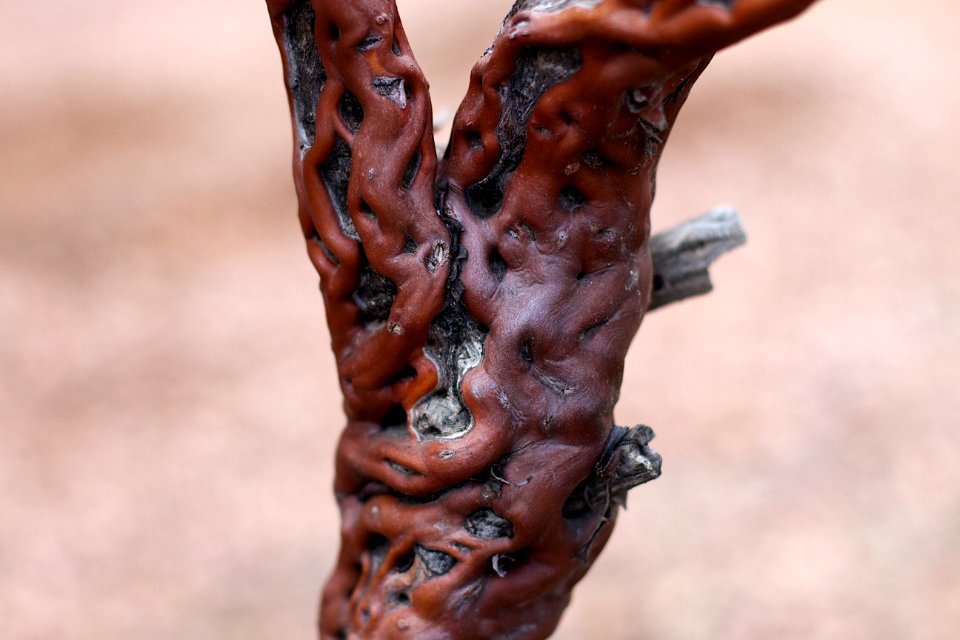 That Liquid-like Manzanita Texture