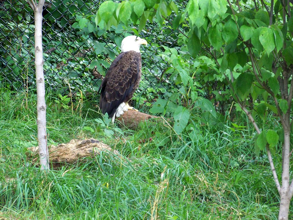 may eagle 1