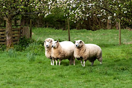 My Three Sheep