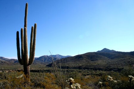 Lonely Cactus