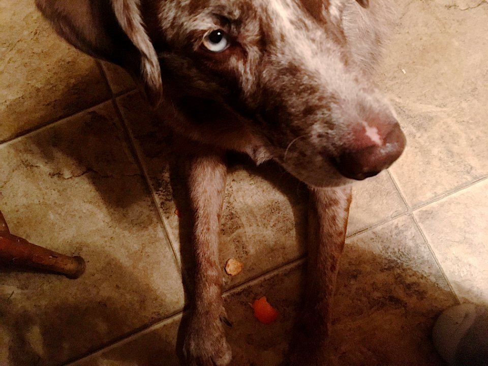 It's Orange But Not Cheese