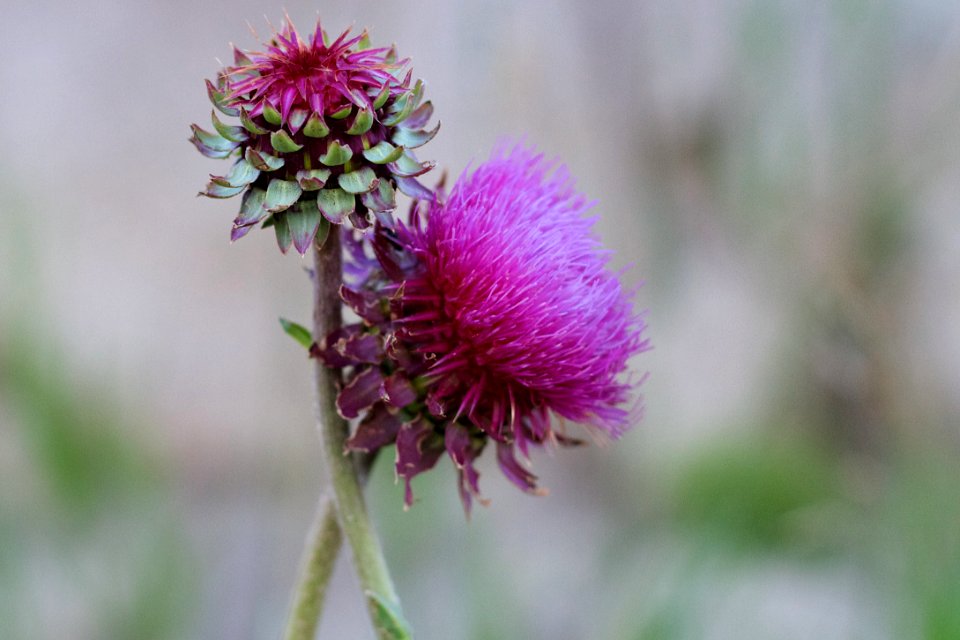 Entwined Like Russian Thistles
