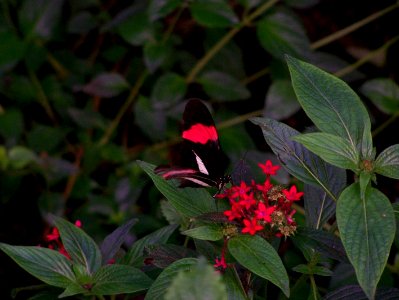 Bristol Zoo butterfly