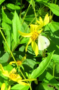 ins blue ridge white cabbage butterfly photo