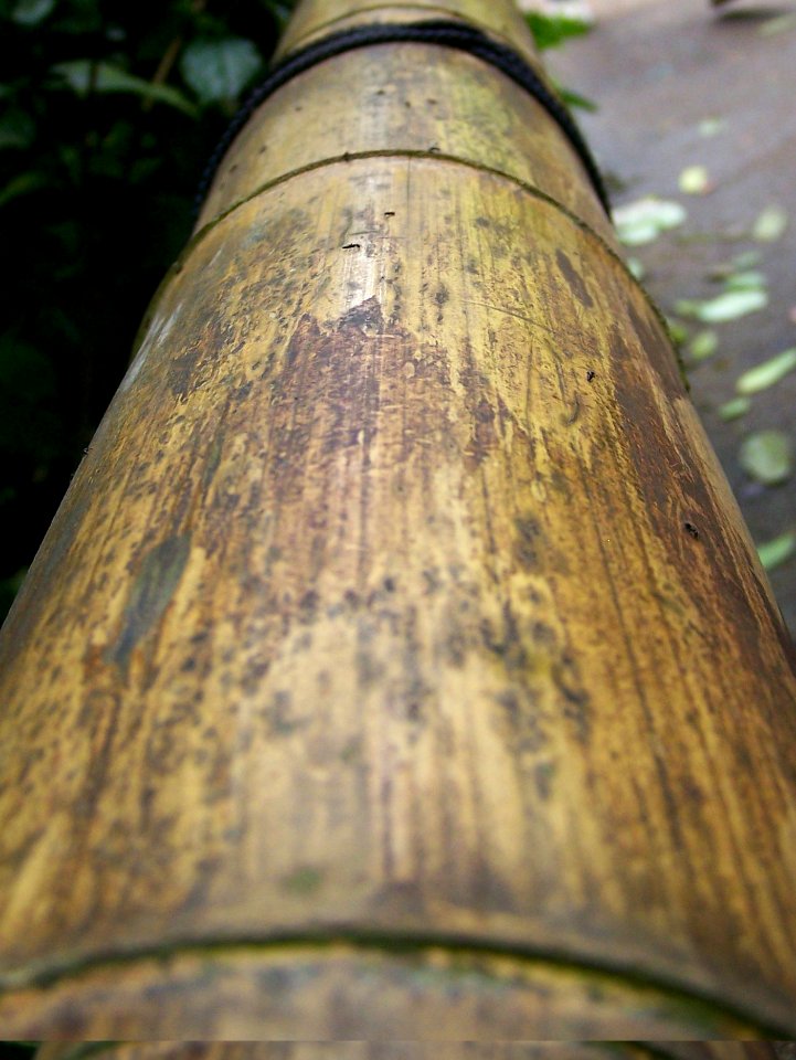 Eden Project rainforest