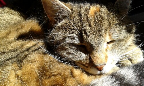 Pet feline animals