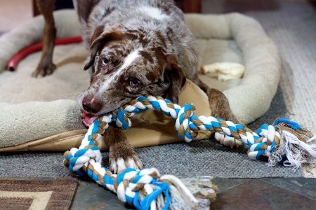 Taking on the Big Rope