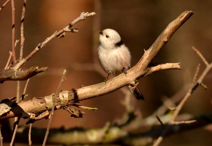 Aegithalos caudatus