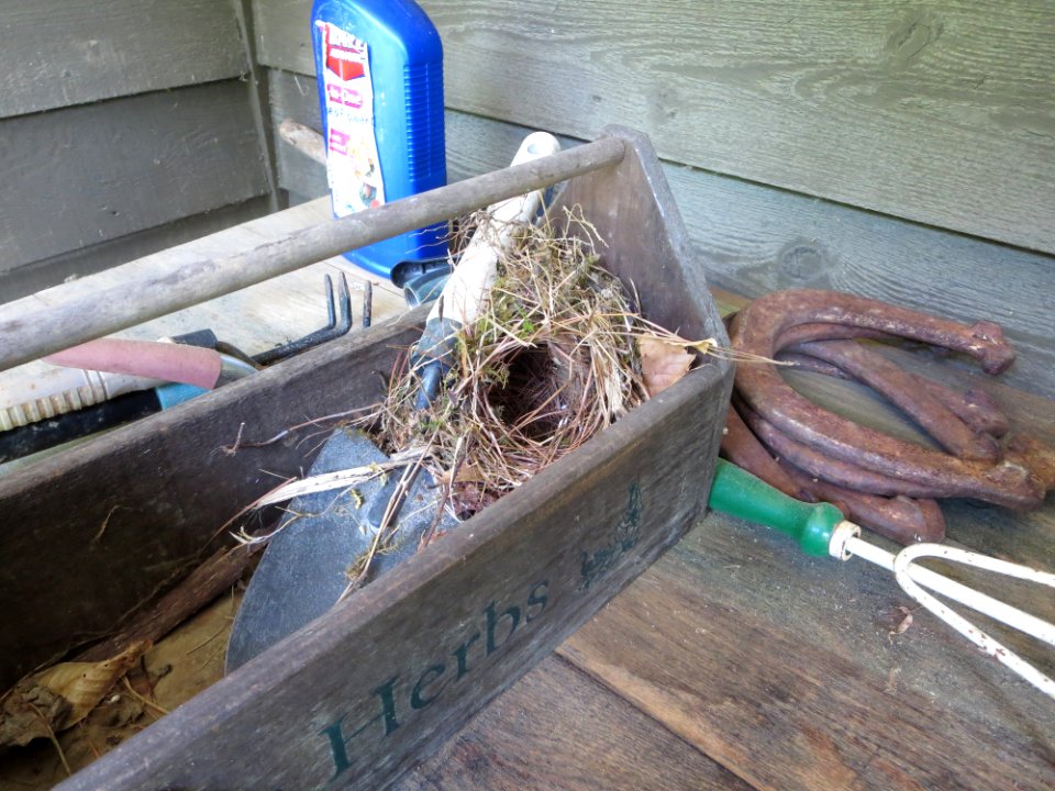 bird Carolina Wren nest