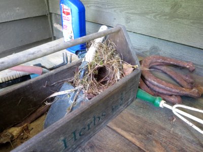 bird Carolina Wren nest