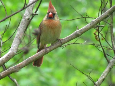 cardinal female photo