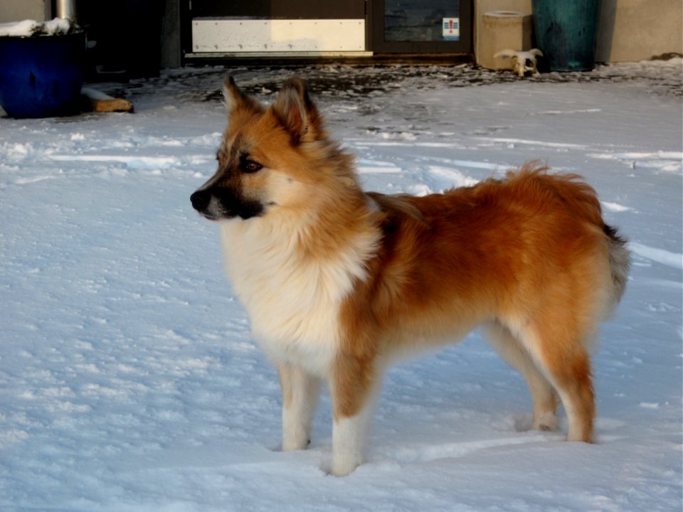 Skinna Snow Time