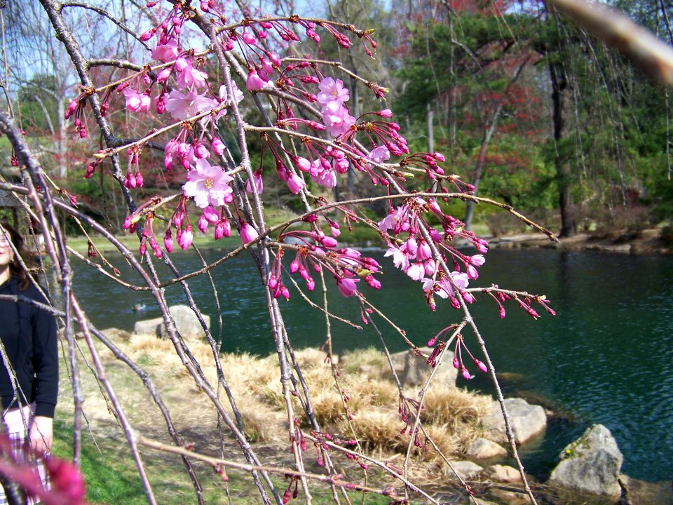 may cherry close