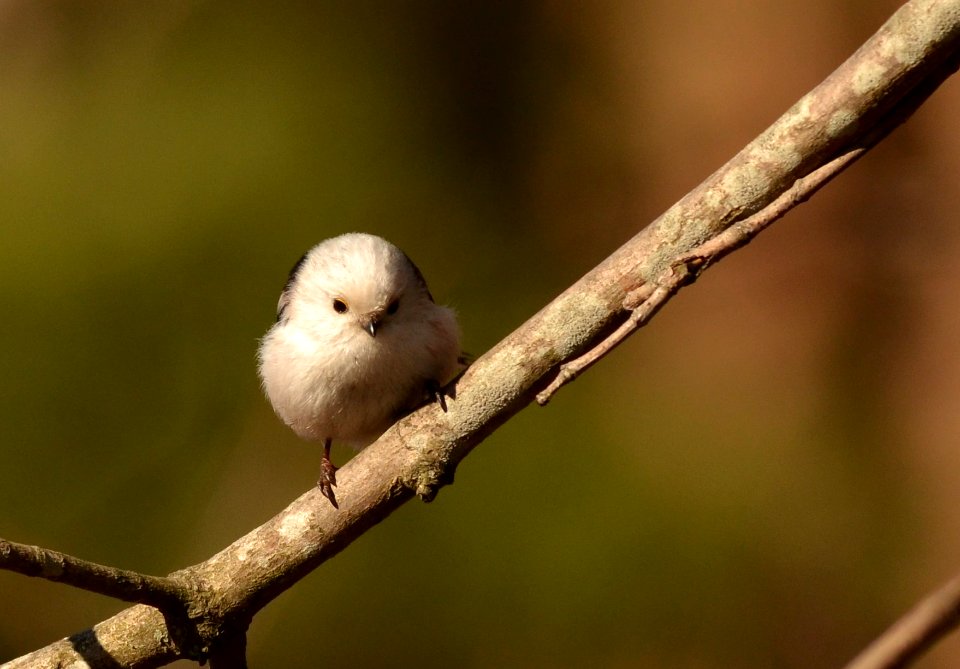 Aegithalos caudatus