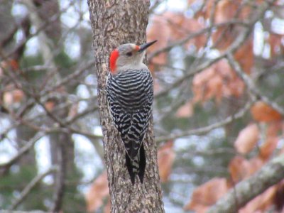Red-bellied Woodpecker Back