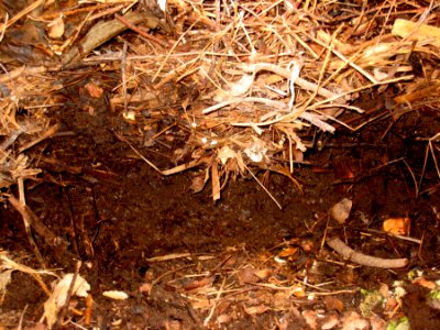 Dark Compost Layer