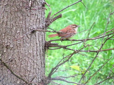 young carolina wren3 photo