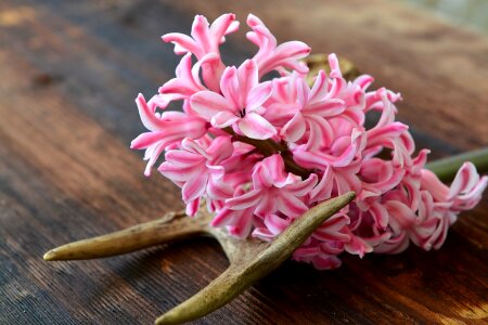 Pink fragrant spring flower