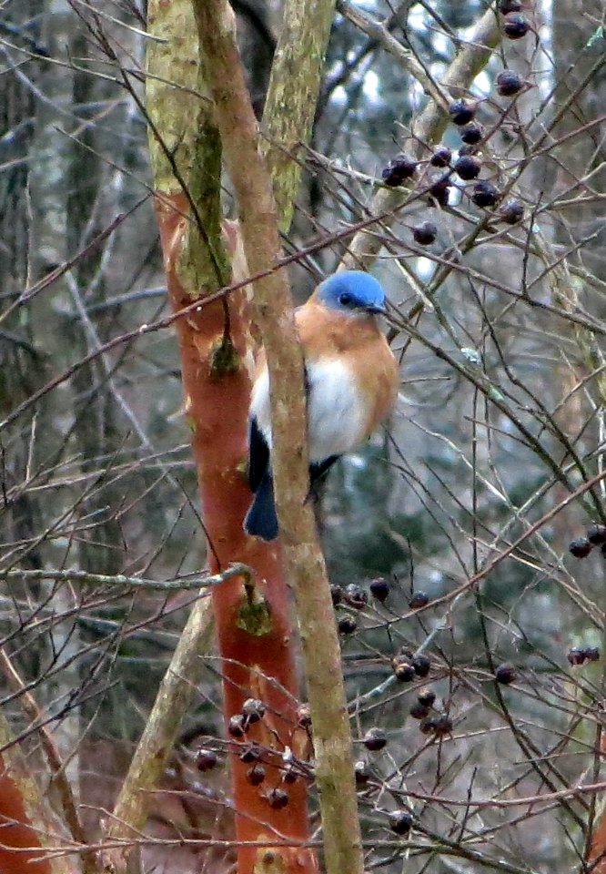 bird fluffy bird in tree photo