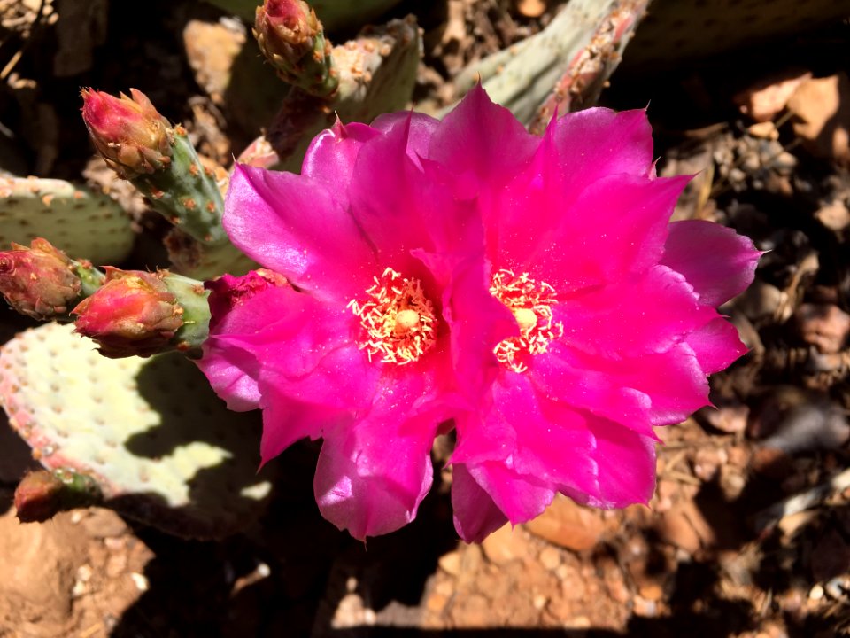 Two Cactus Flowers are One