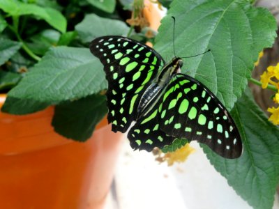 lg b tailed jay2 photo