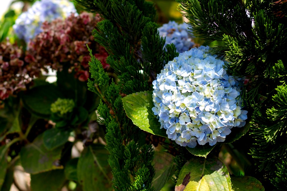 Hydrangea macrophylla