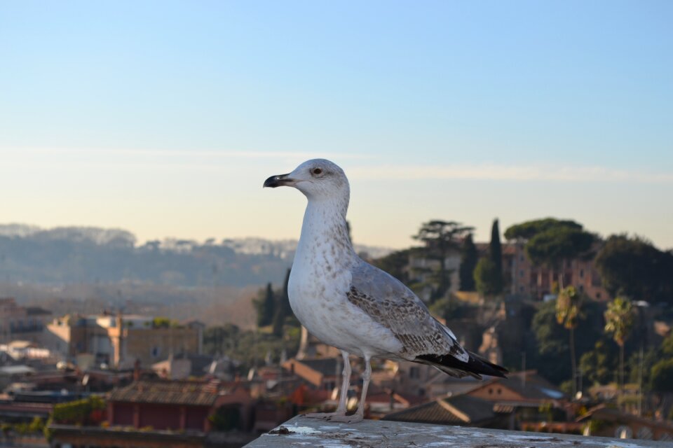 Rome wildlife nature