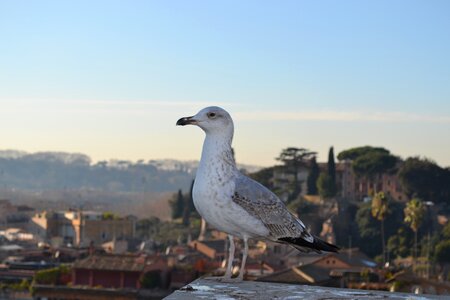 Rome wildlife nature