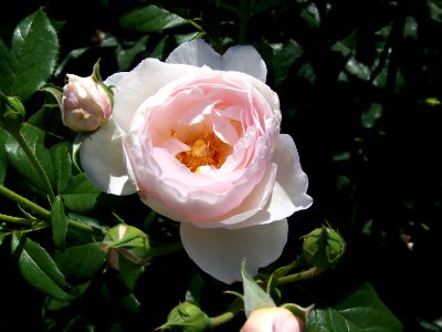 lg pink rosy rose