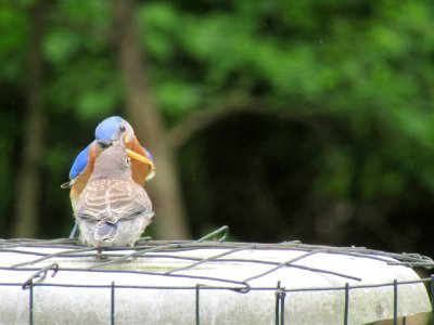 Feeding Baby Bluebird III