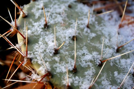 Frosted Cactus photo