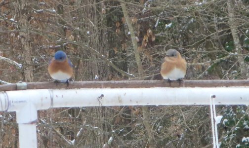 Two Juvenile Bluebirds photo