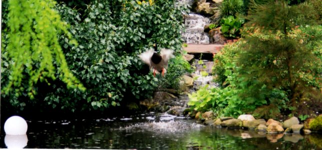 dest keukenhof gardens2