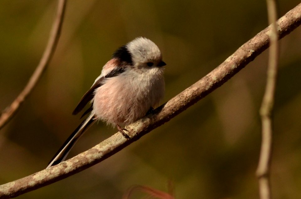 Aegithalos caudatus