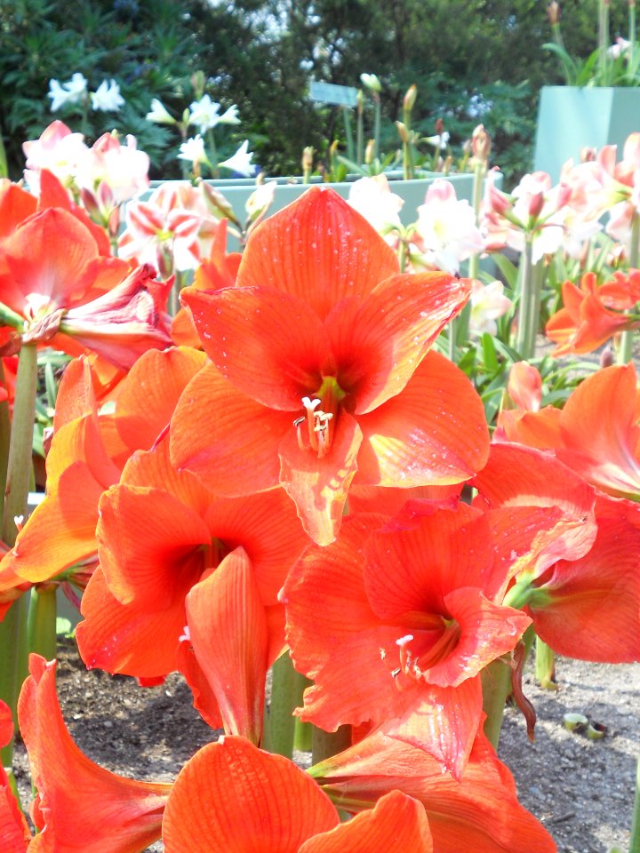 Mediterranean biome