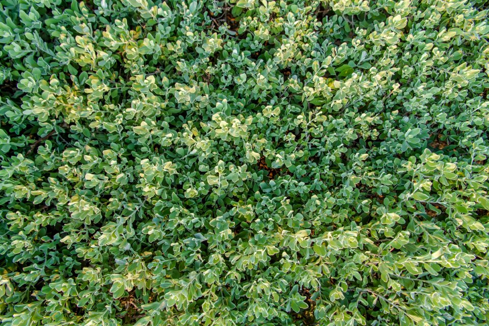 Ground autumn leaves green