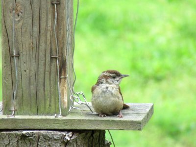 young carolina wren1 photo