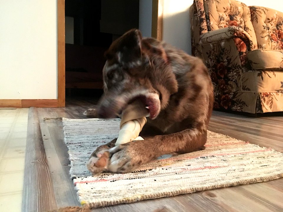 Happiness is a New Bone
